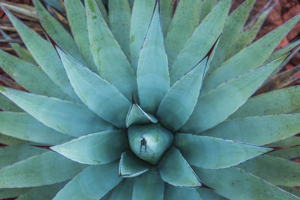 Sedona Cactus Succulent Green Close up Sedona Cactus Succulent Green Close up from Tumbleweed Travel