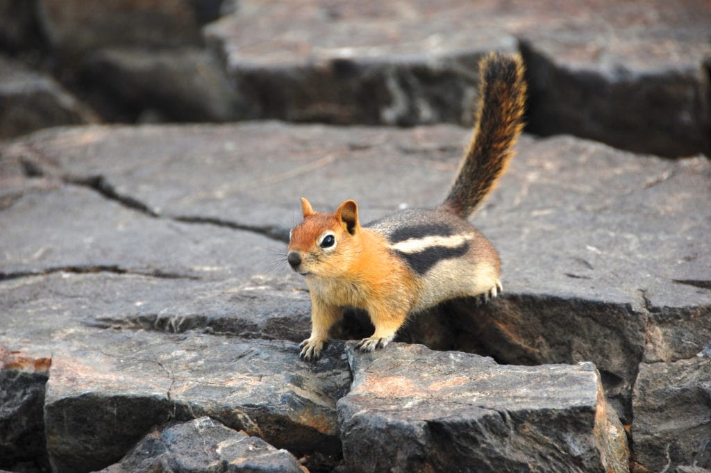 A ground squirrel alerted to the prospect of getting some food from hikers. Seen on Mt. Tallac in Lake Tahoe, California, USA. A ground squirrel alerted to the prospect of getting some food from hikers. Seen on Mt. Tallac in Lake Tahoe California USA. from Tumbleweed Travel