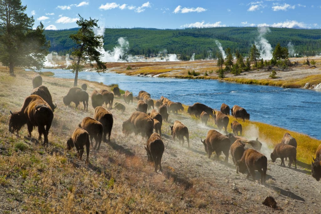 A herd of bison moves quickly along the Firehole River in Yellowstone National Park near Midway Geyser Basin. from Tumbleweed Travel
