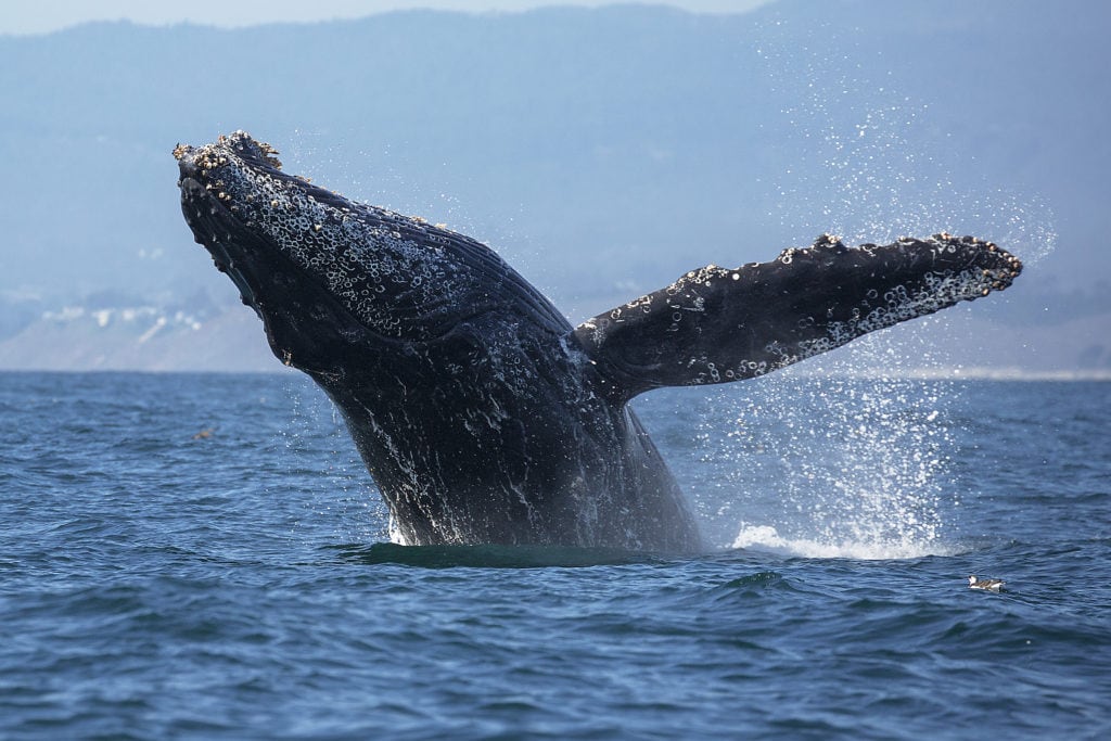 A humpback whale breaches out of the water in Monterey Bay California. from Tumbleweed Travel