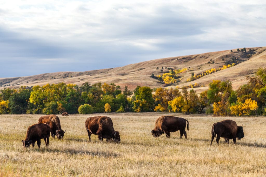 American buffalo bison herd grazing in Custer State Park, South Dakota American buffalo bison herd grazing in Custer State Park South Dakota 1 from Tumbleweed Travel