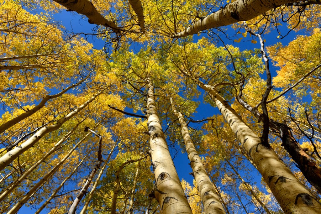 Aspens changing in aspen colorado Aspens changing in aspen colorado from Tumbleweed Travel