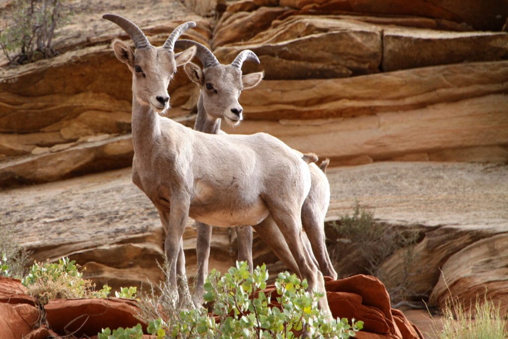 Big Horn Sheep in Zion National Park UTAH usa Big Horn Sheep in Zion National Park UTAH usa from Tumbleweed Travel