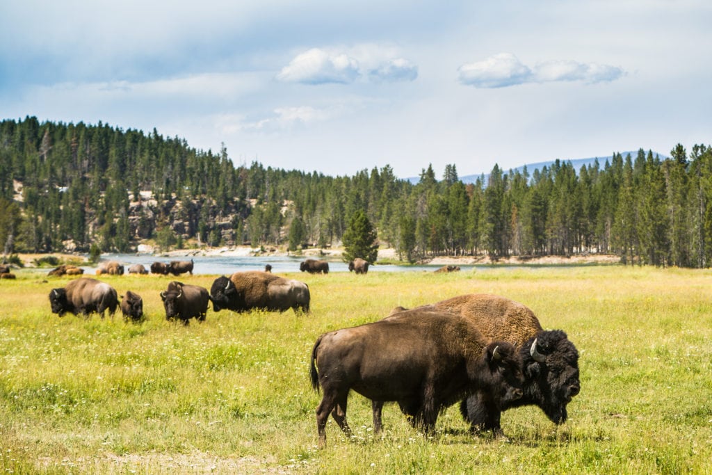Bison buffalo at Yellowstone National Park WY USA from Tumbleweed Travel