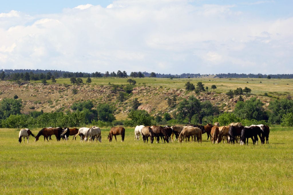 Black Hills Wild Horse Sanctuary Hot Springs, South Dakota Black Hills Wild Horse Sanctuary Hot Springs South Dakota from Tumbleweed Travel
