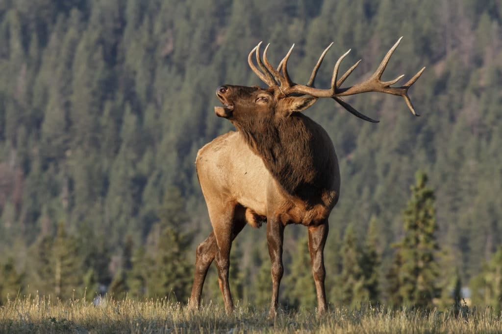 Bull Elk Rocky Mountain National Park Bull Elk Rocky Mountain National Park from Tumbleweed Travel