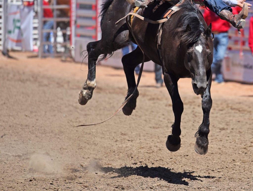 Calgary stampede from Tumbleweed Travel