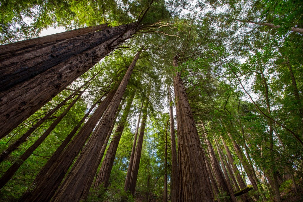 California redwoods near Big Sur California redwoods near Big Sur 1 from Tumbleweed Travel