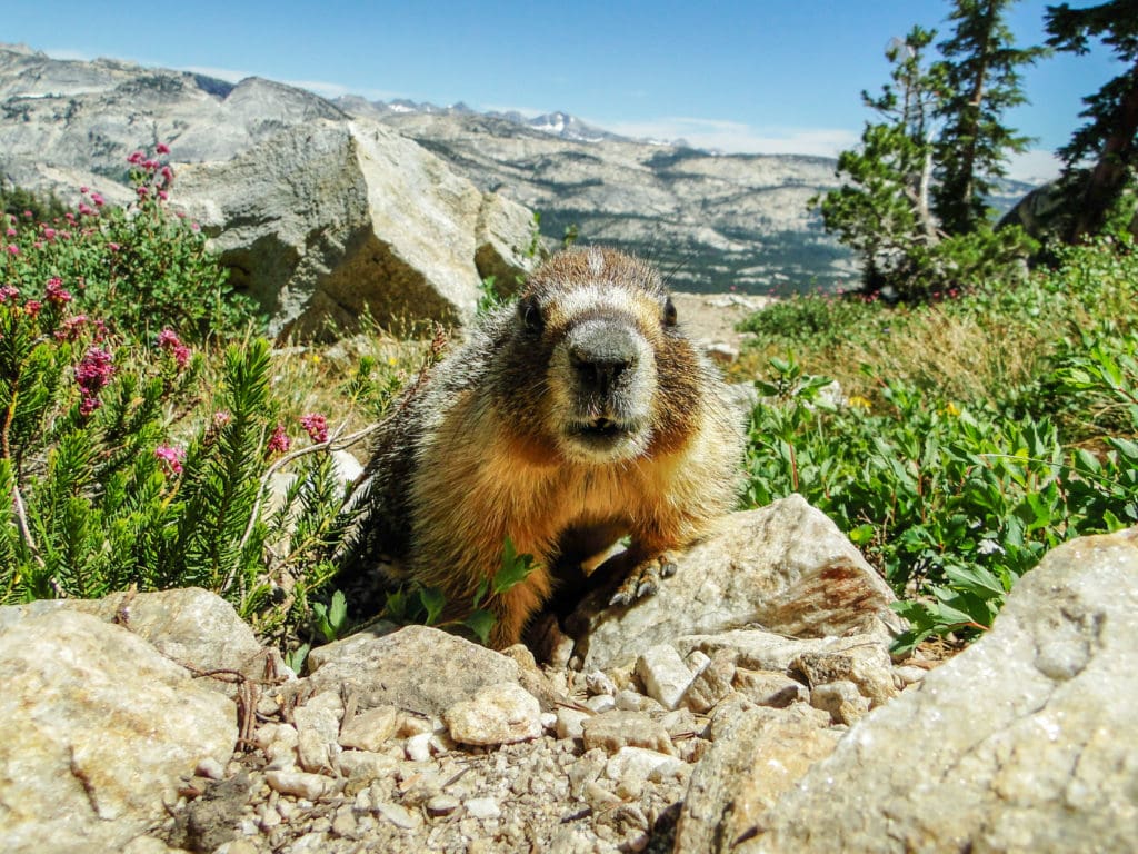 Friendly Marmot Looking Right Into The Camera On Mount Hoffman, Yosemite National Park, California, United States Of America Friendly Marmot Looking Right Into The Camera On Mount Hoffman Yosemite National Park California United States Of America from Tumbleweed Travel