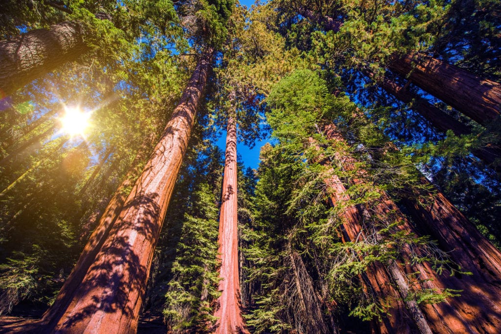 Giant Sequoias Forest. Sequoia National Forest in California Sierra Nevada Mountains United States. from Tumbleweed Travel