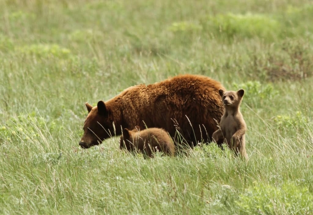 Grizzly and cub in Glacier National Park Montana from Tumbleweed Travel