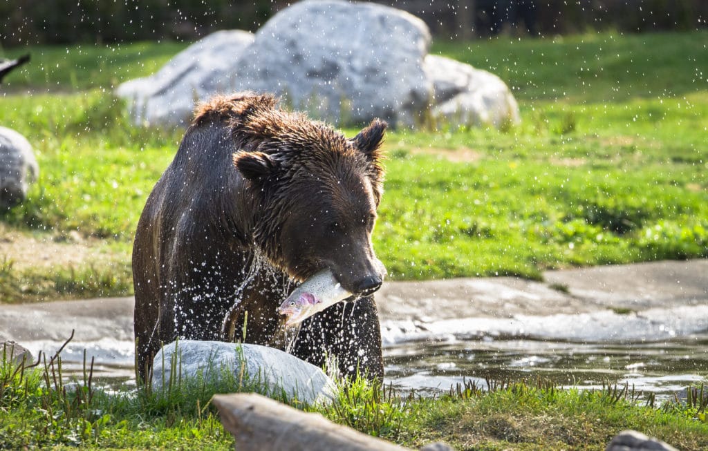 Grizzly bear eating a trout near Yellowstone National park from Tumbleweed Travel