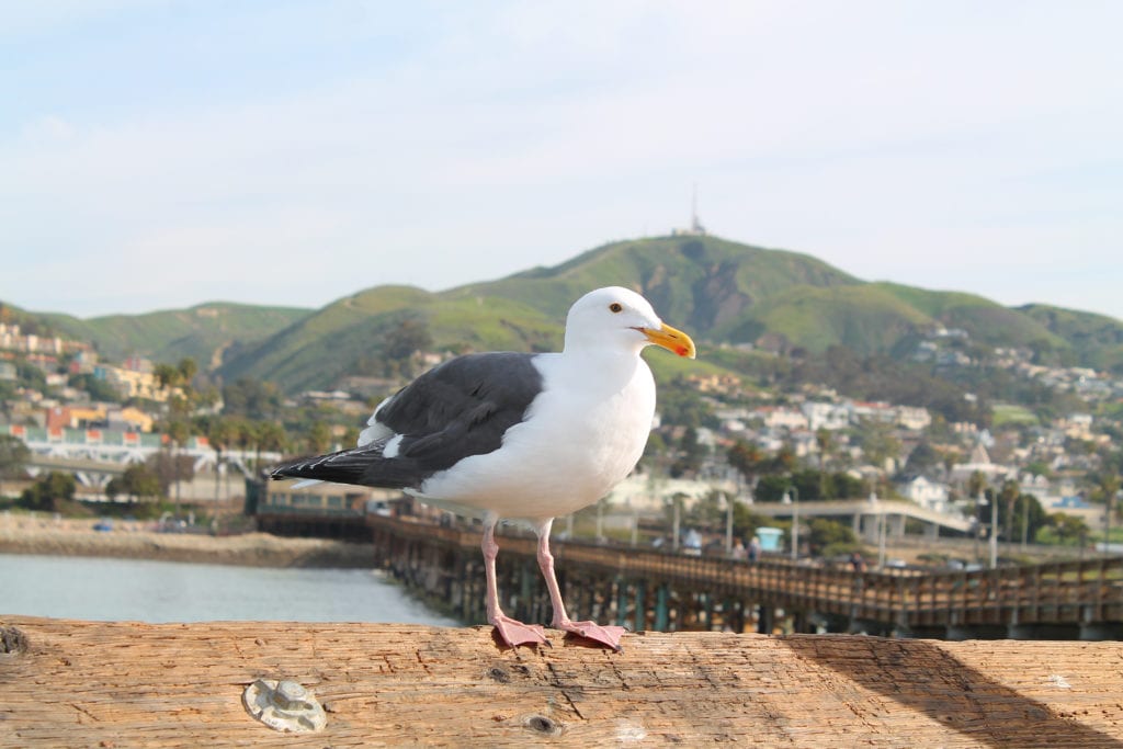 Gull on Ventura Pier, California Gull on Ventura Pier California from Tumbleweed Travel