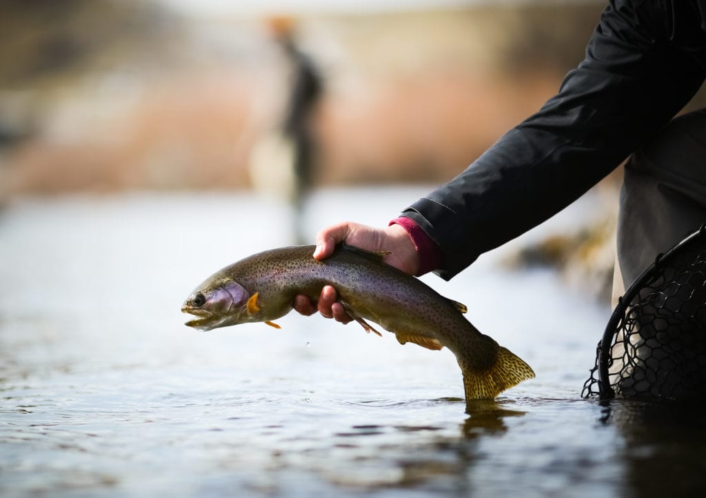 Holding Rainbow Trout Holding Rainbow Trout from Tumbleweed Travel