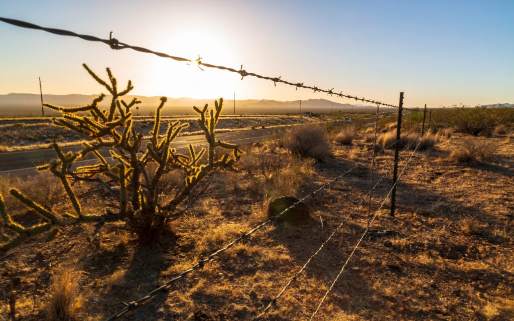 Joshua tree and sunset over North 93 Highway near Kingman, Arizona, United States of America, North America Joshua tree and sunset over North 93 Highway near Kingman Arizona United States of America North America from Tumbleweed Travel