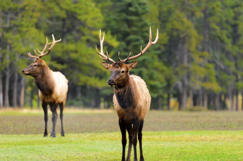 Male Elk or Wapiti Cervus canadensis near Cascade Pond in Banff National Park Alberta Canada from Tumbleweed Travel
