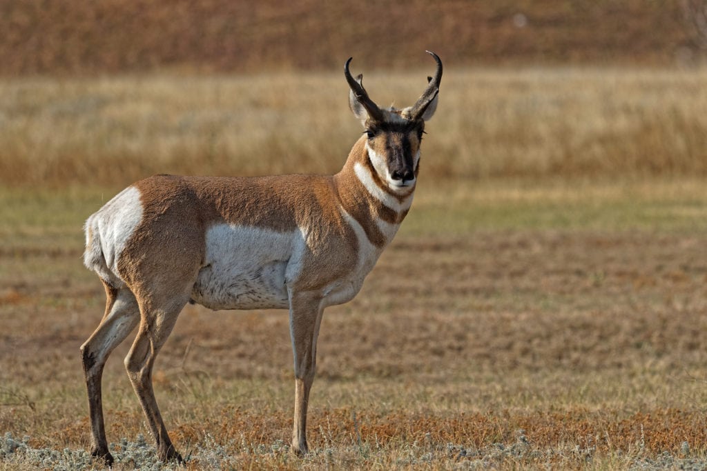 Male pronghorn in Custer State Park, South Dakota Male pronghorn in Custer State Park South Dakota from Tumbleweed Travel