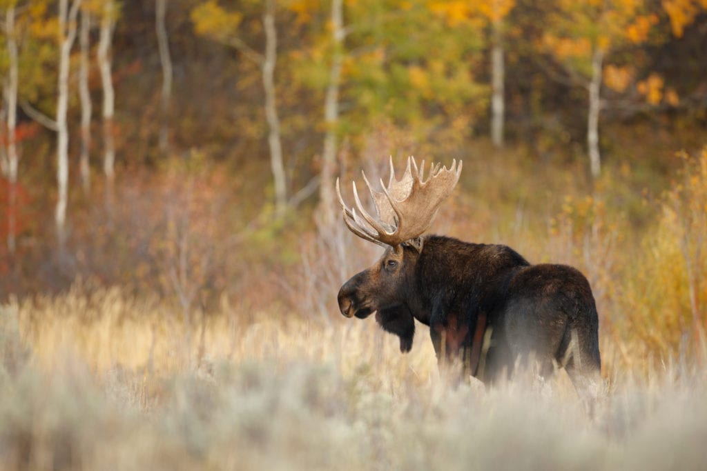 Moose in Grand Teton National Park from Tumbleweed Travel
