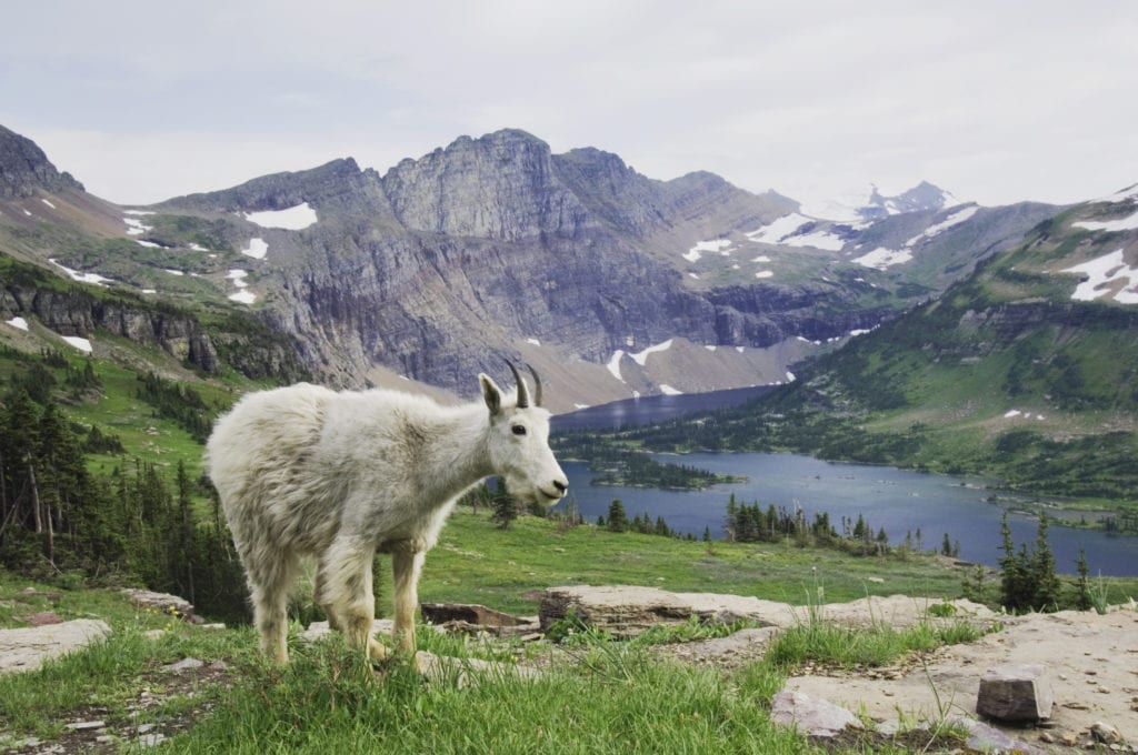 Mountain Goat in Glacier National park Montana from Tumbleweed Travel