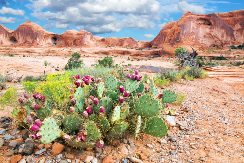 Opuntia with red fruits on a background of rocky desert. Poison Spider Mesa. Around the town of Moab, Utah, USA Opuntia with red fruits on a background of rocky desert. Poison Spider Mesa. Around the town of Moab Utah USA from Tumbleweed Travel