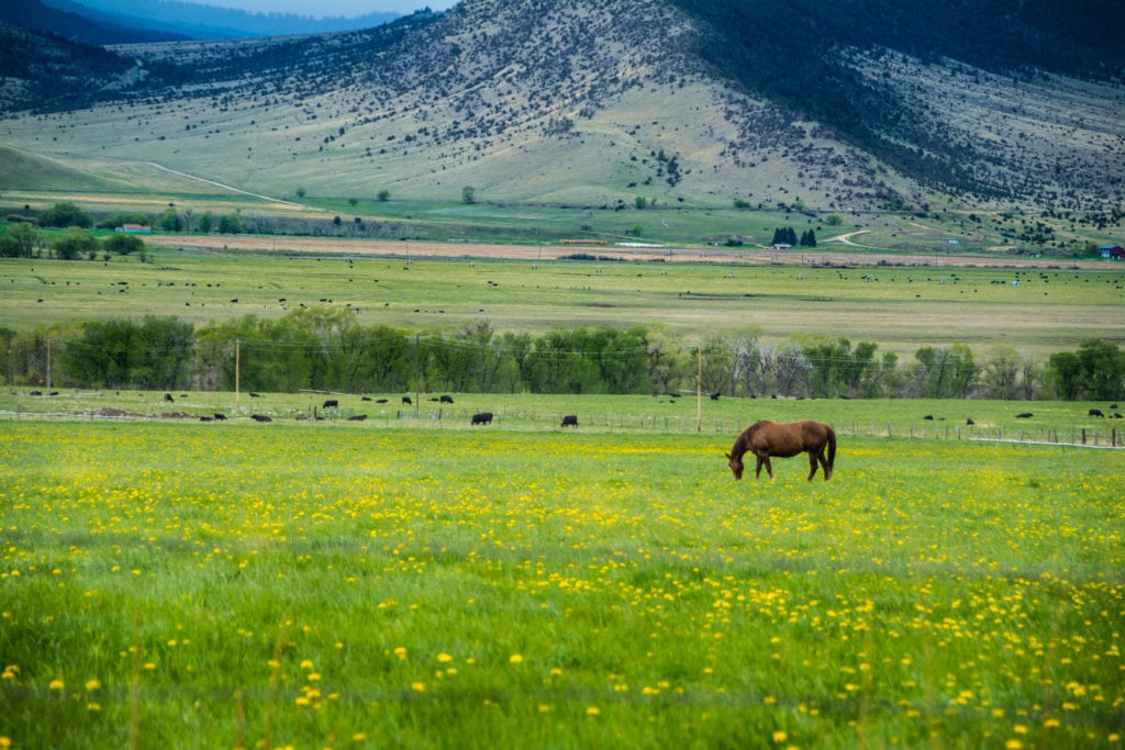 Paradise valley Montana horse grazing Paradise valley Montana horse grazing from Tumbleweed Travel