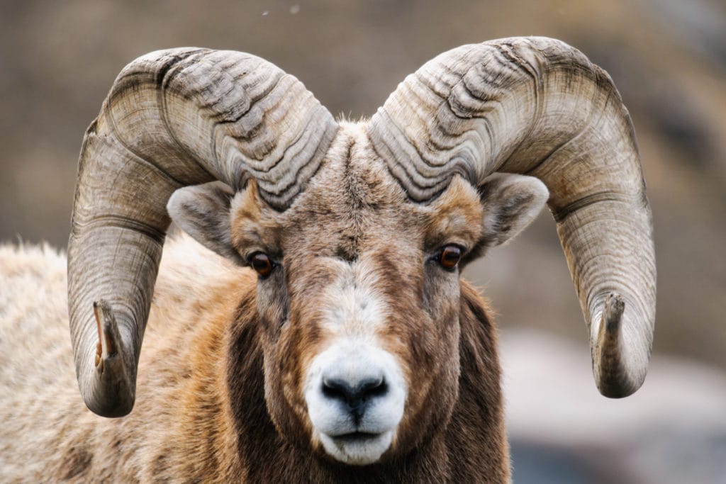 Rocky Mountain Big Horned Sheep in springtime Alberta Canada from Tumbleweed Travel