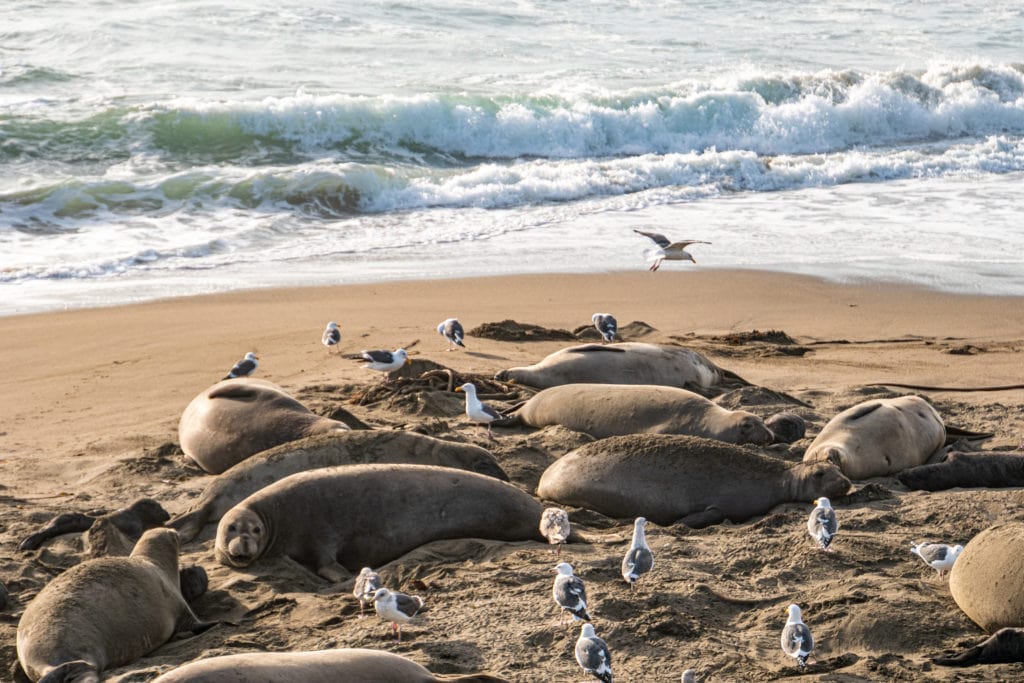 Scene from the Northern Elephant Seal Viewing Point at Piedras Blancas Scene from the Northern Elephant Seal Viewing Point at Piedras Blancas from Tumbleweed Travel