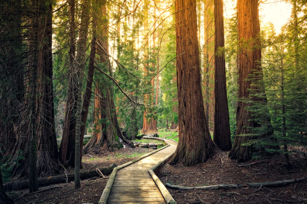 Sunset on the Forest Path Sequoia National Park California from Tumbleweed Travel