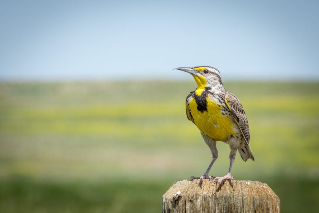 Western Meadowlark bird Billings Montana Western Meadowlark bird Billings Montana from Tumbleweed Travel