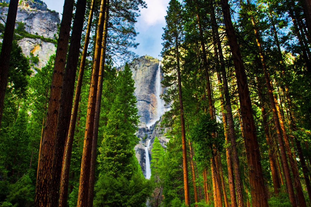 Yosemite Waterfalls behind Sequoias in Yosemite National Park,California Yosemite Waterfalls behind Sequoias in Yosemite National ParkCalifornia 1 from Tumbleweed Travel