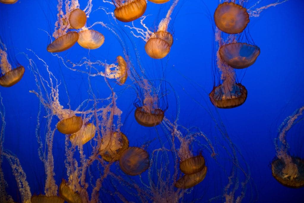colorful jelly fishes in the aquarium of Monterey Bay with blue background in fantastic light from Tumbleweed Travel
