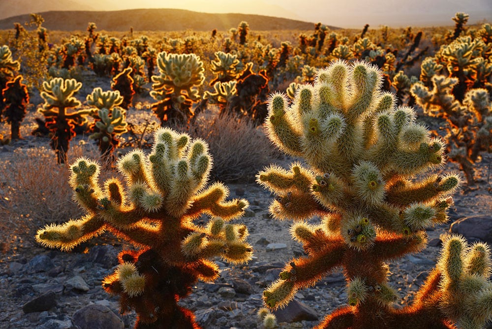 cholla cactus garden from Joshua Tree national park with a warm morning sunlight from Tumbleweed Travel
