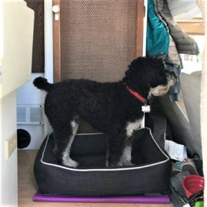 Otis in RV Bed 1 from Tumbleweed Travel