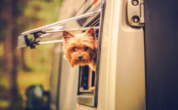 Tips for Bringing your Dog on a RV Trip RV Travel with Dog. Motorhome Traveling with Pet. Middle Age Australian Silky Terrier in Motorcoach Window Looking Around. scaled from Tumbleweed Travel