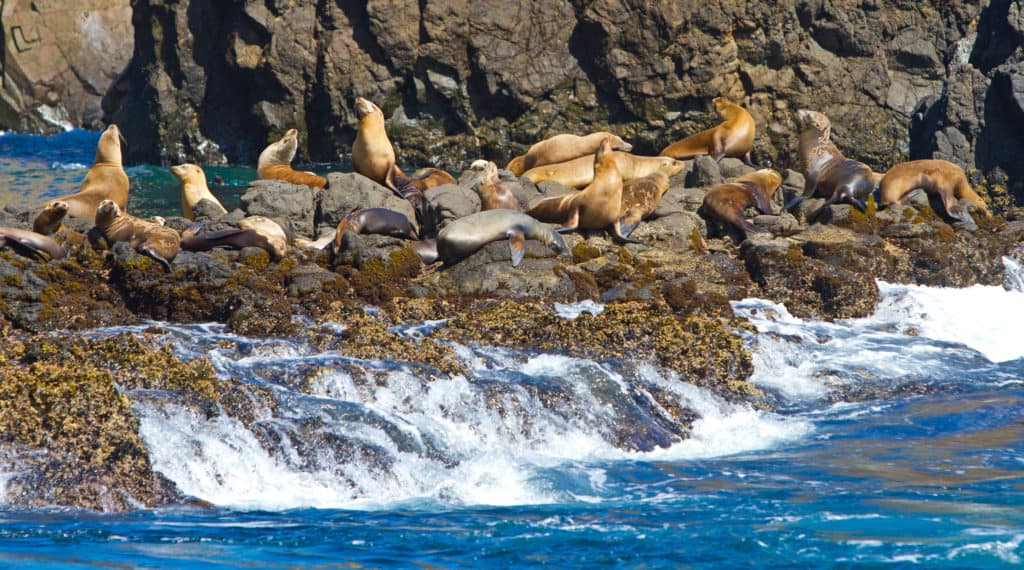 Sea lions Channel Islands National Park California USA from Tumbleweed Travel