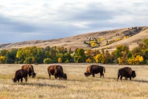 Black Hills and Badlands Itinerary Highlight American buffalo bison herd grazing in Custer State Park South Dakota from Tumbleweed Travel