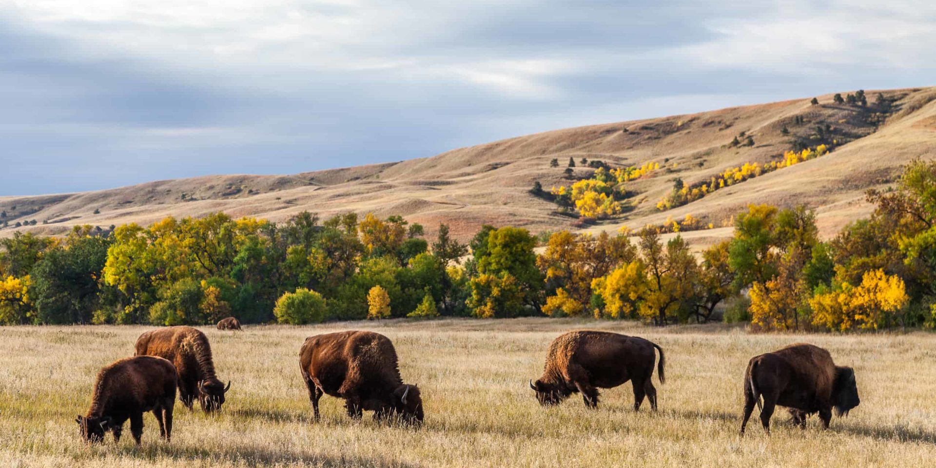 Bison (American Buffalo)  Black Hills & Badlands - South Dakota