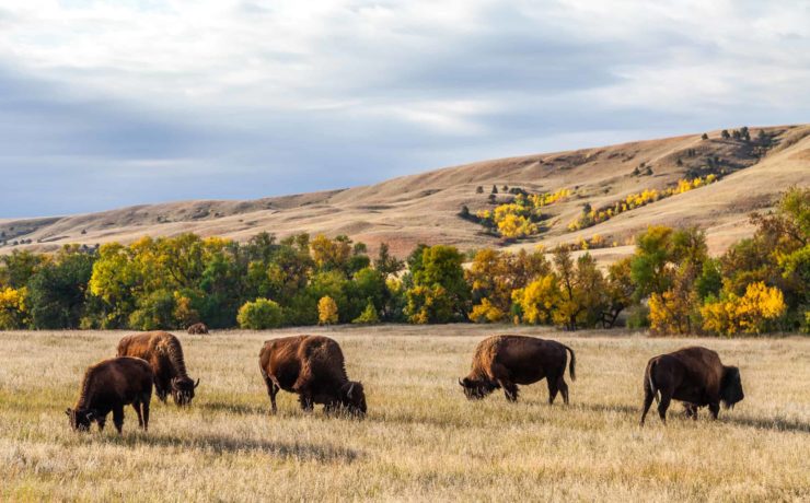 Black Hills and Badlands Itinerary Highlight American buffalo bison herd grazing in Custer State Park South Dakota scaled from Tumbleweed Travel