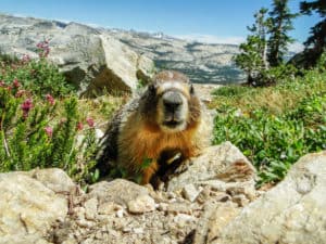 Friendly Marmot Looking Right Into The Camera On Mount Hoffman Yosemite National Park California United States Of America from Tumbleweed Travel