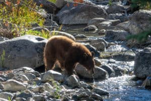 Tahoe Mother Bear Fishing in Taylor Creek in Lake Tahoe Basin from Tumbleweed Travel