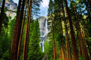 Yosemite Waterfalls behind Sequoias in Yosemite National ParkCalifornia from Tumbleweed Travel