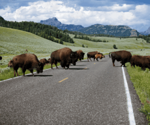 Lamar Valley of Yellowstone from Tumbleweed Travel