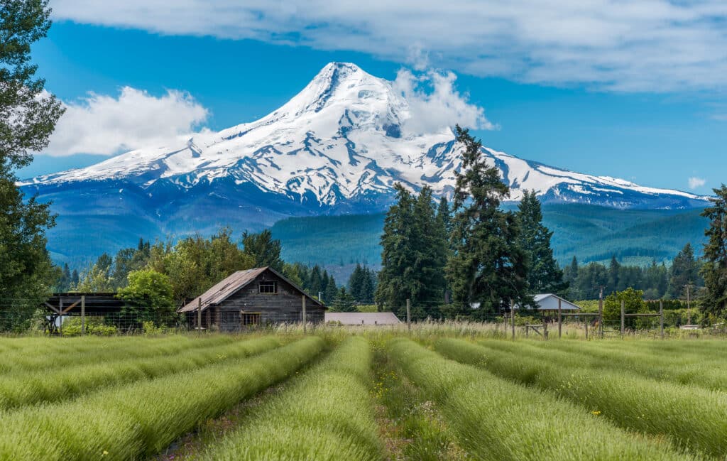 Lavender Valley in Hood River with Mt Hood in the Background Lavender Valley in Hood River with Mt Hood in the Background 1 from Tumbleweed Travel