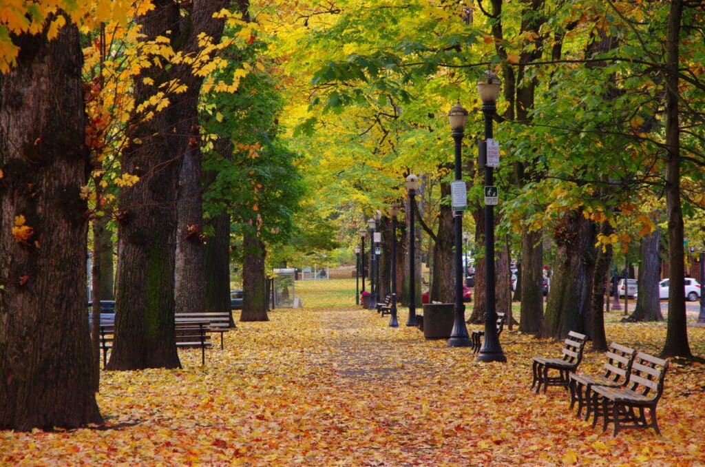a greenery pathway with benches along the SW Park Ave Portland OR with orange and green autumn leaves on trees and along the street from Tumbleweed Travel
