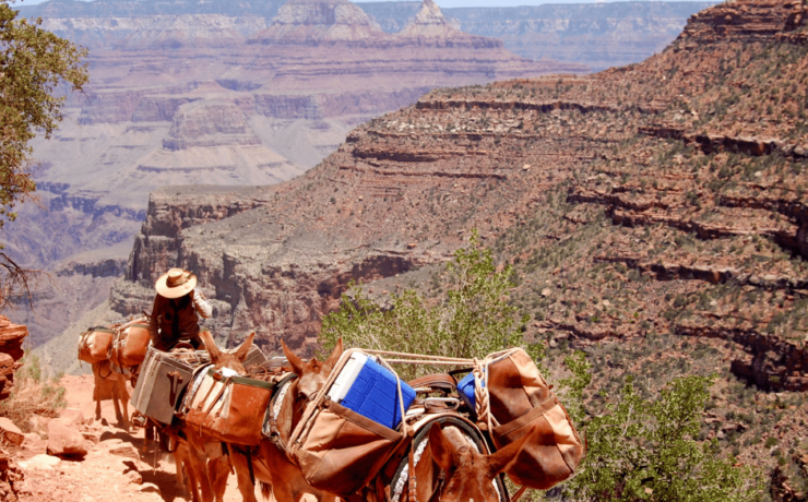 Top Things to Do the Grand Canyon South Rim Activities from Tumbleweed Travel