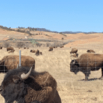 Buffalo Roaming in Custer State Park from Tumbleweed Travel
