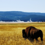Bison in Yellowstone National Park from Tumbleweed Travel