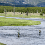 Fly Fishing in Yellowstone National Park from Tumbleweed Travel