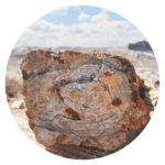 Petrified Forest NP from Tumbleweed Travel