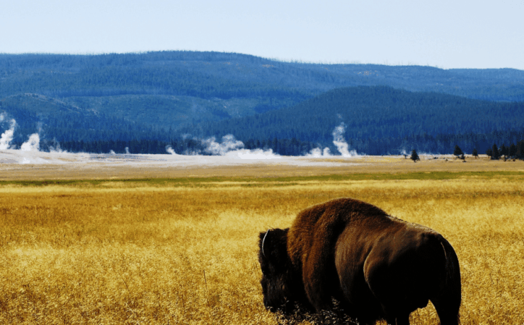 What to Do in Yellowstone National Park: A Complete RV Traveler’s Guide What to Do in Yellowstone National Park A Complete RV Travelers Guide from Tumbleweed Travel